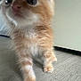 kitten, cat, orange_cat, white_fur, curious, standing, pet, indoor, floor, close_up, furry, small, animal, cute, young, whiskers, paws, domestic_cat, fur, adorable