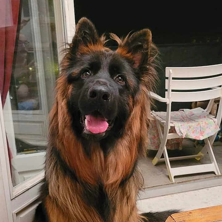 Sheer Khan