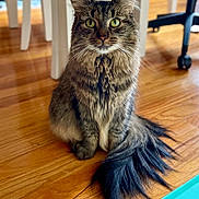 Luna is registered to the contest to win money with this photo: cat, tabby, fluffy, indoor, wooden_floor, green_eyes, tail, sitting, furniture, table_legs, office_chair, pet, animal, domestic_cat, whiskers, fur, alert, cute, looking, household