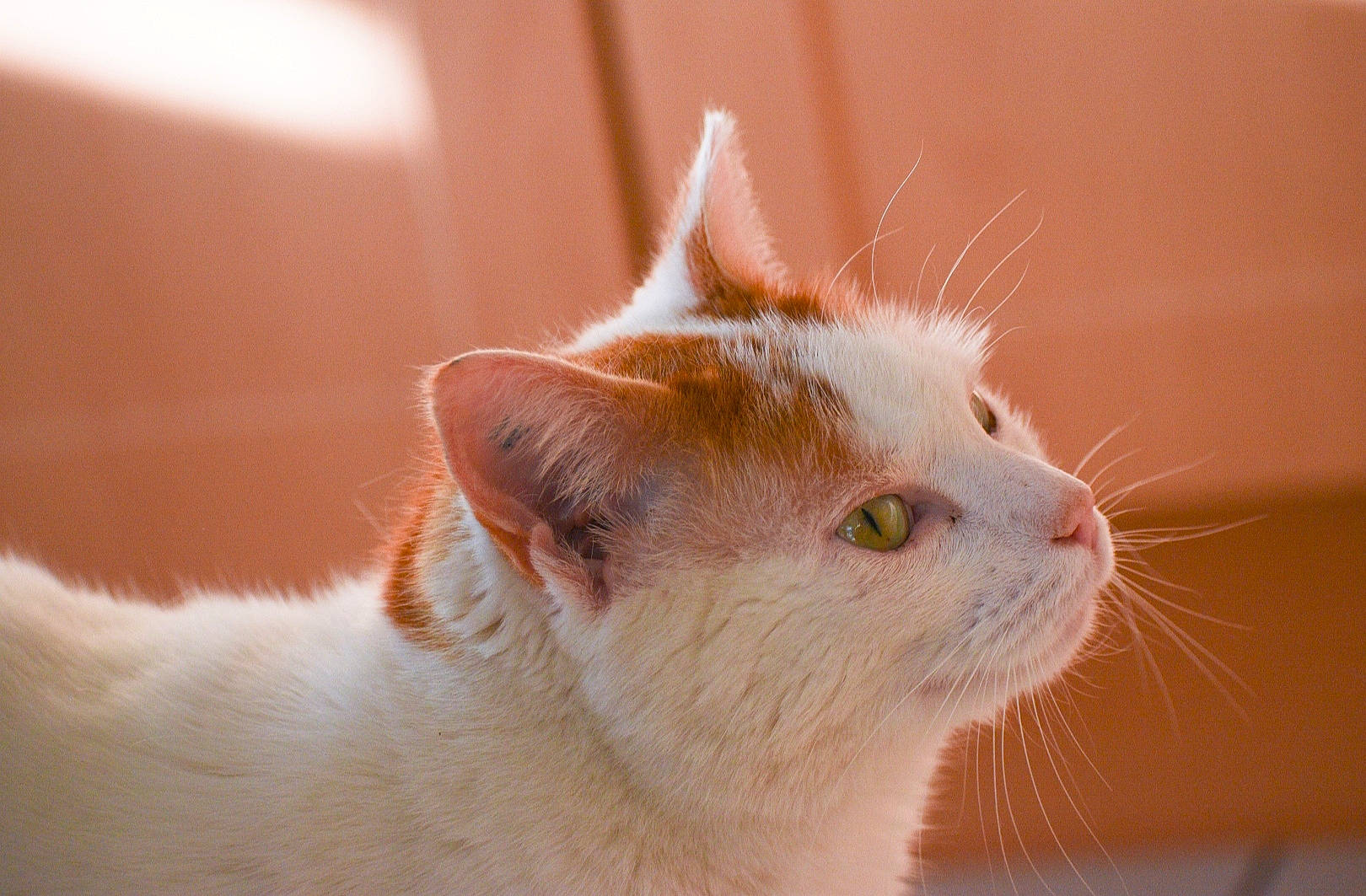 Juliano a rejoint le concours — aidez-le/la à gagner de superbes lots ! aegean_cat, carnivore, cat, close_up, ear, eye, fawn, felidae, fur, german_rex, kitten, nose, small_to_medium_sized_cats, snout, turkish_van, whiskers