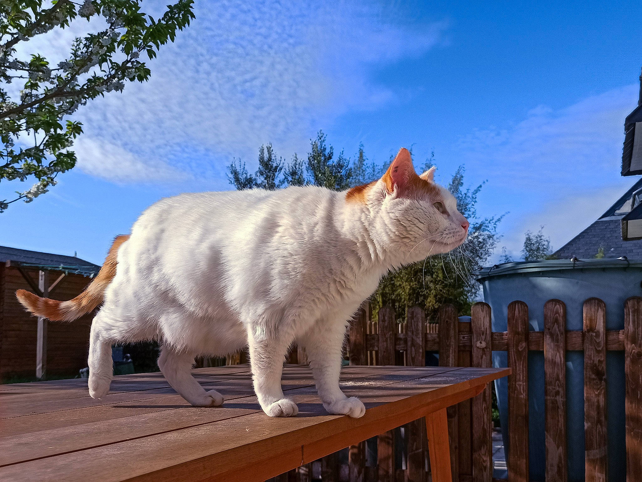 Juliano a rejoint le concours — aidez-le/la à gagner de superbes lots ! aegean_cat, carnivore, cat, colorpoint_shorthair, european_shorthair, fawn, felidae, mammal, sky, small_to_medium_sized_cats, tail, tree, turkish_angora, turkish_van, whiskers