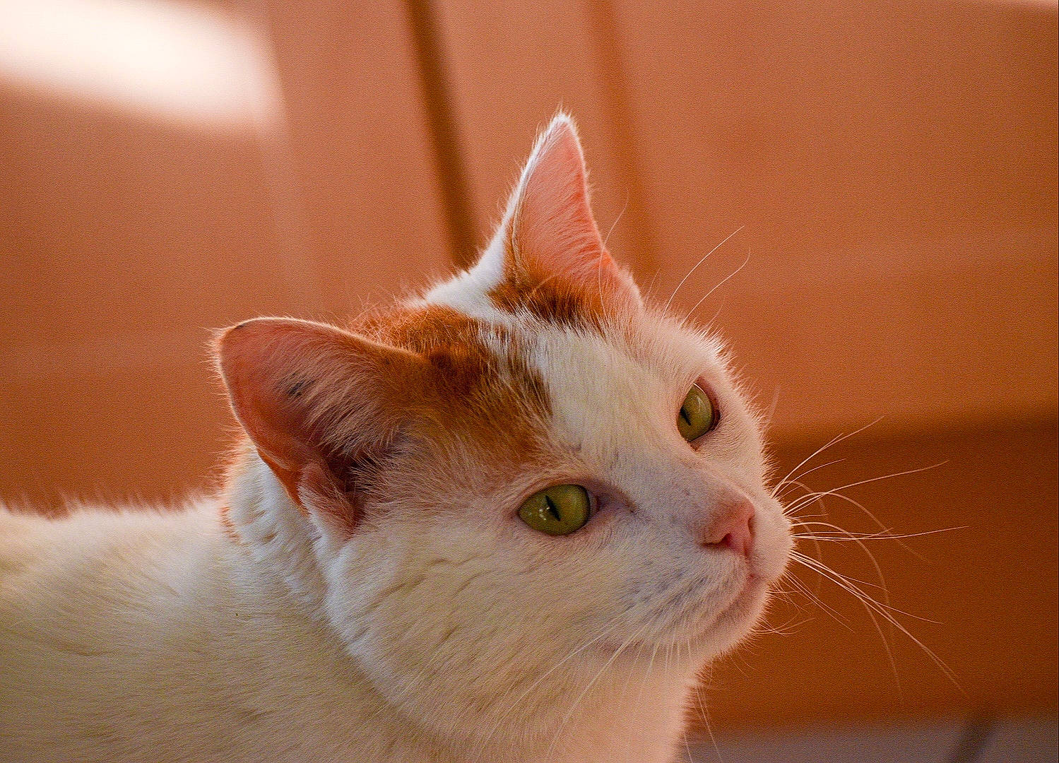 Juliano a rejoint le concours — aidez-le/la à gagner de superbes lots ! aegean_cat, carnivore, cat, close_up, domestic_short_haired_cat, ear, european_shorthair, eye, fawn, felidae, fur, japanese_bobtail, kitten, mammal, nose, small_to_medium_sized_cats, snout, turkish_angora, turkish_van, whiskers