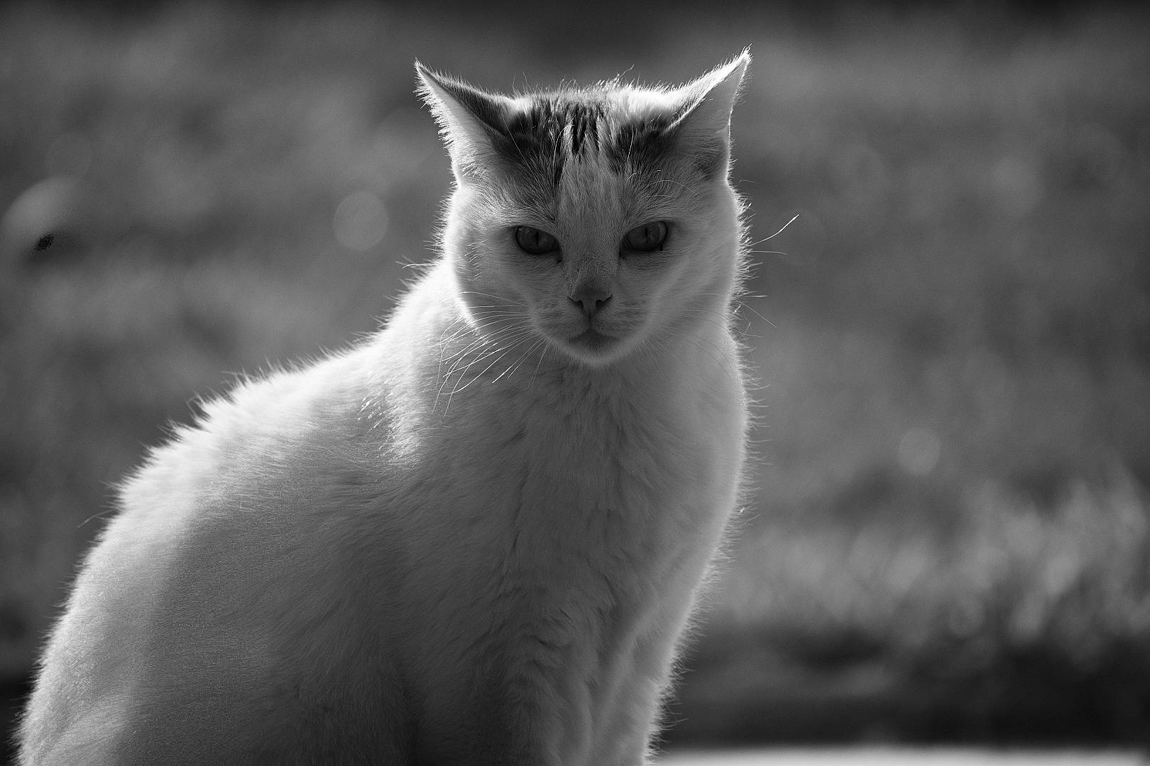 Juliano participe au concours pour gagner de l'argent avec cette photo : black, black_and_white, carnivore, cat, domestic_short_haired_cat, eye, felidae, fur, kitten, monochrome, monochrome_photography, photography, sky, small_to_medium_sized_cats, snout, turkish_angora, turkish_van, whiskers, white, wildlife