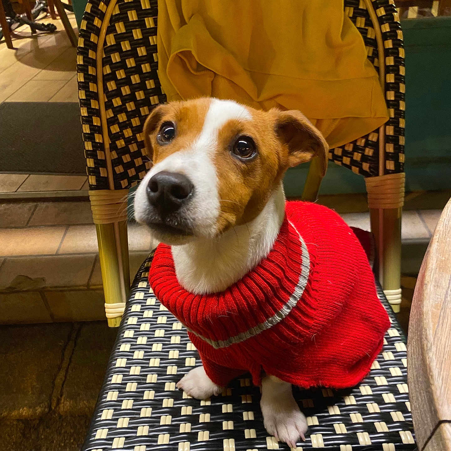 Vroum joined the competition — help win amazing prizes! animal, canine, chair, cozy, cute, dog, domestic_animal, ears, fur, indoor, looking_up, nose, paws, pet, red, seat, small_dog, sweater, waiting, warm_lighting