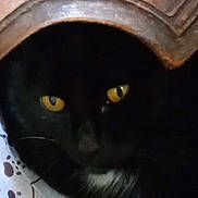 Chatmalo participe au concours pour gagner de l'argent avec cette photo : cat, black_cat, yellow_eyes, wooden_frame, shadow, dark, pet, animal, curious, closeup, face, whiskers, fur, indoor, mystery, quiet, resting, hidden, contrast, texture