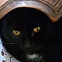 cat, black_cat, yellow_eyes, wooden_frame, shadow, dark, pet, animal, curious, closeup, face, whiskers, fur, indoor, mystery, quiet, resting, hidden, contrast, texture