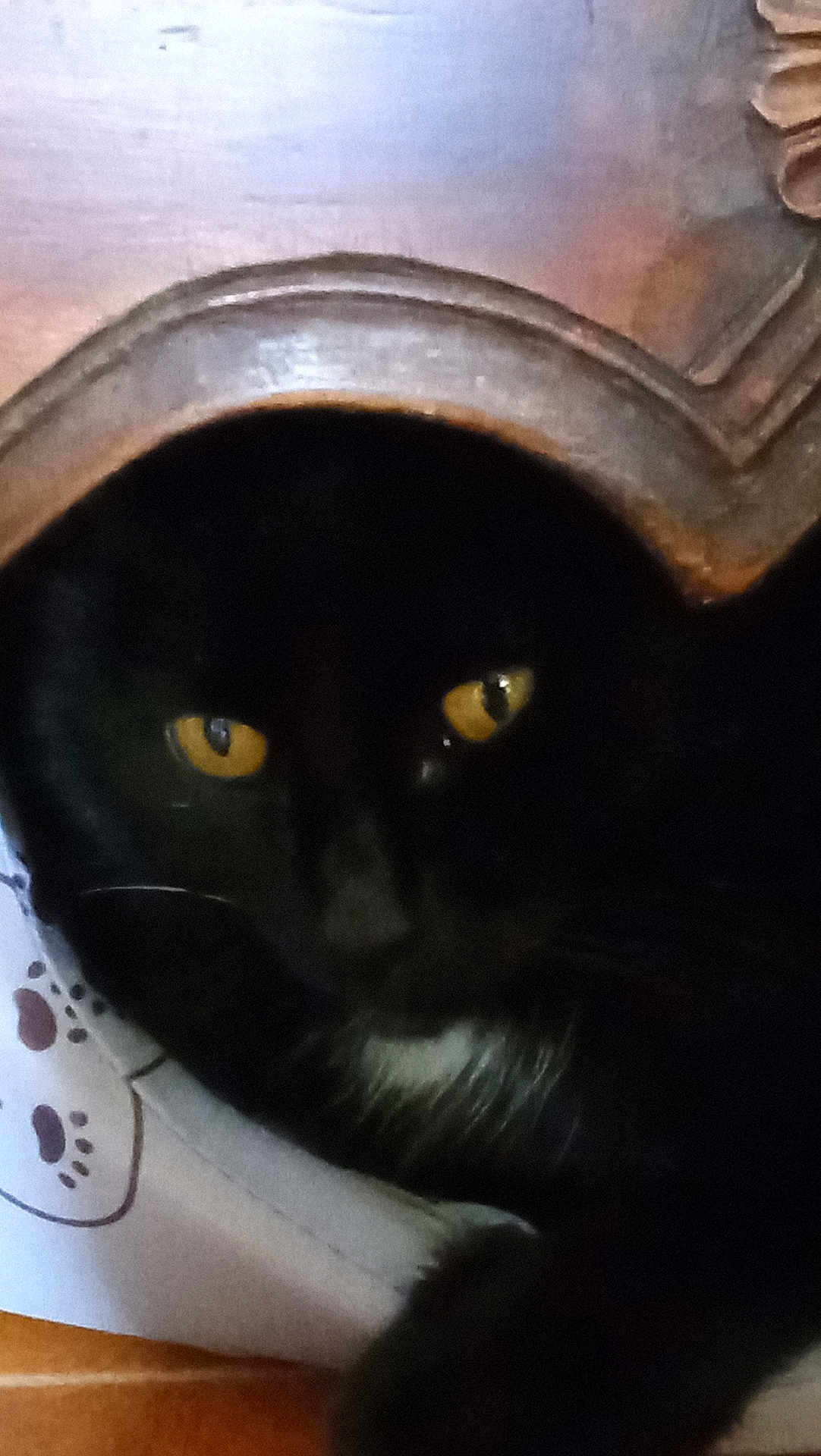 Chatmalo participe au concours pour gagner de l'argent avec cette photo : cat, black_cat, yellow_eyes, wooden_frame, shadow, dark, pet, animal, curious, closeup, face, whiskers, fur, indoor, mystery, quiet, resting, hidden, contrast, texture