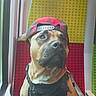 animal, backwards_hat, baseball_cap, black_vest, canine, chair, close_up, colorful_background, dog, fashionable, funny, harness, indoors, pet, photograph, portrait, public_transport, serious_expression, sitting, window