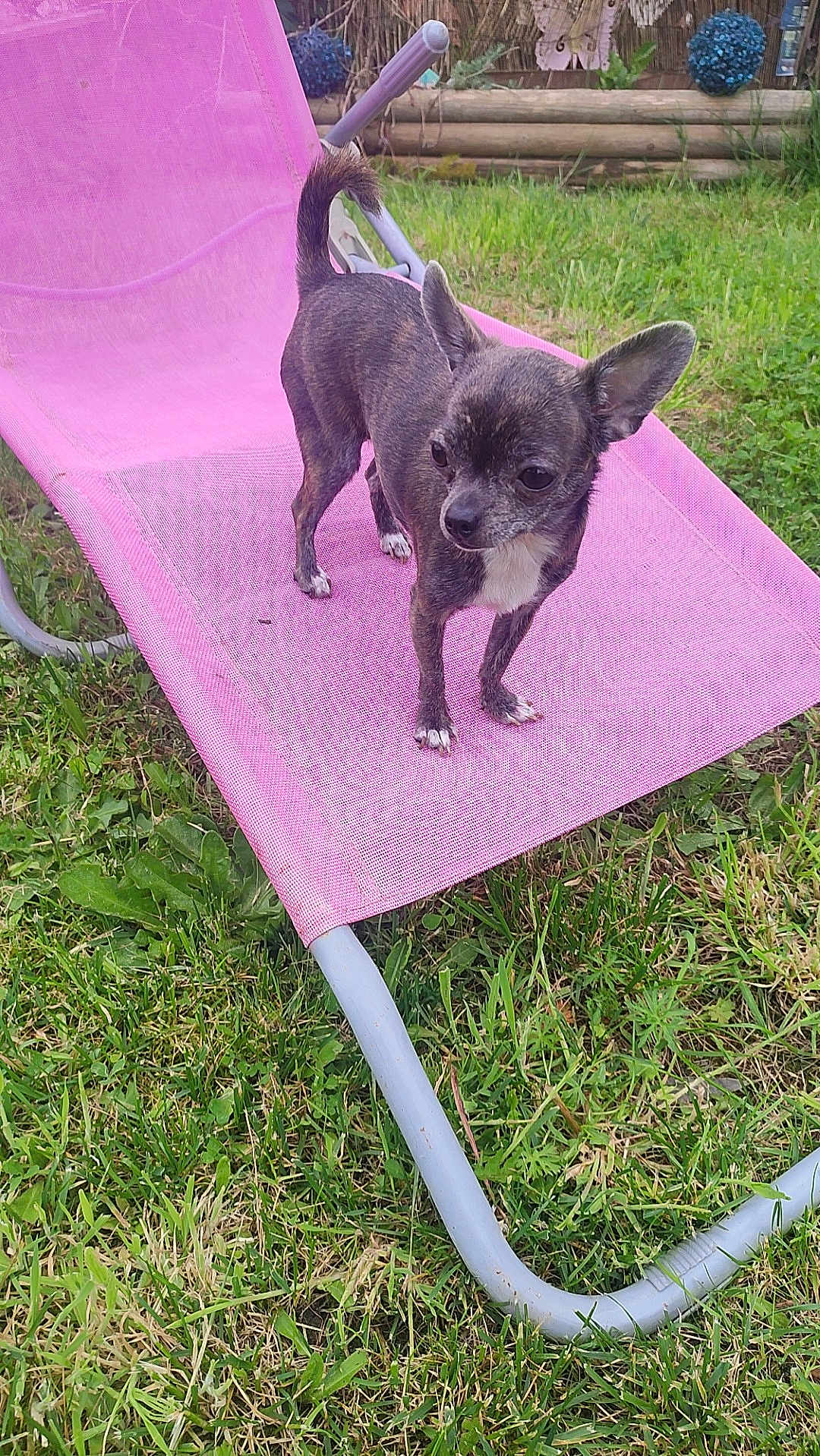 Shanel participe au concours pour gagner de l'argent avec cette photo : dog, chihuahua, small_dog, pet, outdoor, grass, lawn_chair, pink_chair, animal, canine, fur, ears, tail, alert, backyard, summer, nature, mesh_chair, standing, daytime