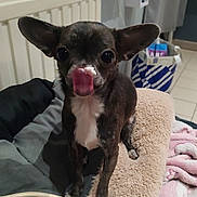 Shanel participe au concours pour gagner de l'argent avec cette photo : dog, small_dog, chihuahua, pet, indoor, blanket, cozy, bed, tongue_out, fur, ears, cute, animal, household, fabric, comfort, closeup, nose, black_dog, white_chest