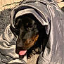 Layla Jayne is registered to the contest to win money with this photo: adult, animal, blanket, bodypart, canine, clothing, dog, face, head, hood, hound, male, man, mouth, person, pet, photography, portrait, puppy, quilt