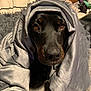 Layla Jayne is registered to the contest to win money with this photo: animal, bed, blanket, canine, clothing, dog, furniture, homedecor, hood, hoodie, hound, knitwear, labradorretriever, laundry, linen, pet, puppy, quilt, sweater, sweatshirt