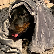 Layla Jayne is registered to the contest to win money with this photo: animal, bed, bedroom, blanket, canine, clothing, couch, dog, furniture, homedecor, hood, hound, labradorretriever, laundry, linen, person, pet, puppy, quilt, sleeping