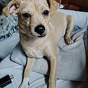 Chester joined the competition — help win amazing prizes! bed, bedroom, blanket, charger, close_up, cozy, dog, eyes, fur, furniture, indoor, nightstand, nose, paw, plug, portrait, puppy, small_dog, tan_dog, whiskers