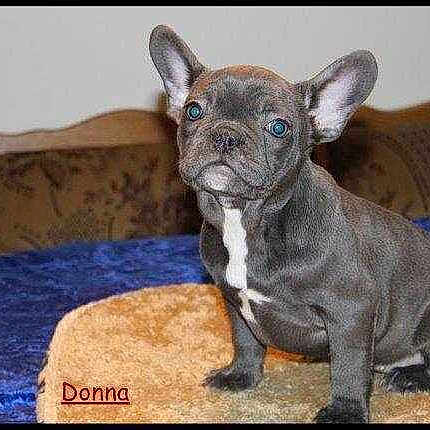 Donna