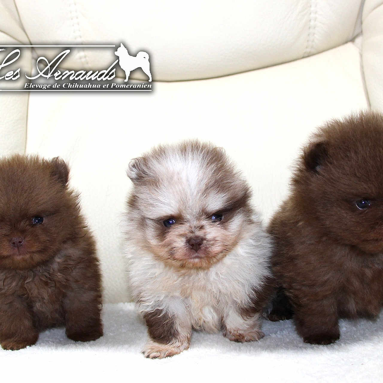 Bb Micro Poméraniens a rejoint le concours — aidez-le/la à gagner de superbes lots ! affenpinscher, animal, canine, cat, chow, cockerspaniel, couch, dog, eskimodog, furniture, kitten, papillon, pet, poodle, puppy, snout, terrier