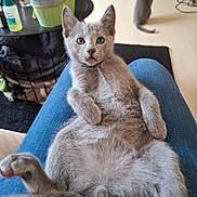 Joanna Stachowska participe au concours pour gagner de l'argent avec cette photo : animal, cat, clothing, domestic, ears, feline, floor, furniture, gray_cat, home, indoor, jeans, kitten, lap, person, pet, plant, relaxed, tail, whiskers