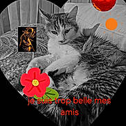 Lilirose a rejoint le concours — aidez-le/la à gagner de superbes lots ! cat, fluffy_cat, tabby_cat, pet, animal, lying_down, relaxed, bed, blanket, heart_shape, black_and_white, grayscale, decorative_graphics, flower, sun, planet, fantasy_art, friendship, text_overlay, portrait