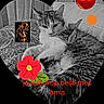cat, fluffy_cat, tabby_cat, pet, animal, lying_down, relaxed, bed, blanket, heart_shape, black_and_white, grayscale, decorative_graphics, flower, sun, planet, fantasy_art, friendship, text_overlay, portrait
