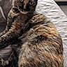 cat, tortoiseshell_cat, pet, feline, animal, portrait, close_up, sitting, lounging, bed, quilt, blanket, indoors, home, ears, whiskers, green_eyes, fur, relaxed, text_overlay