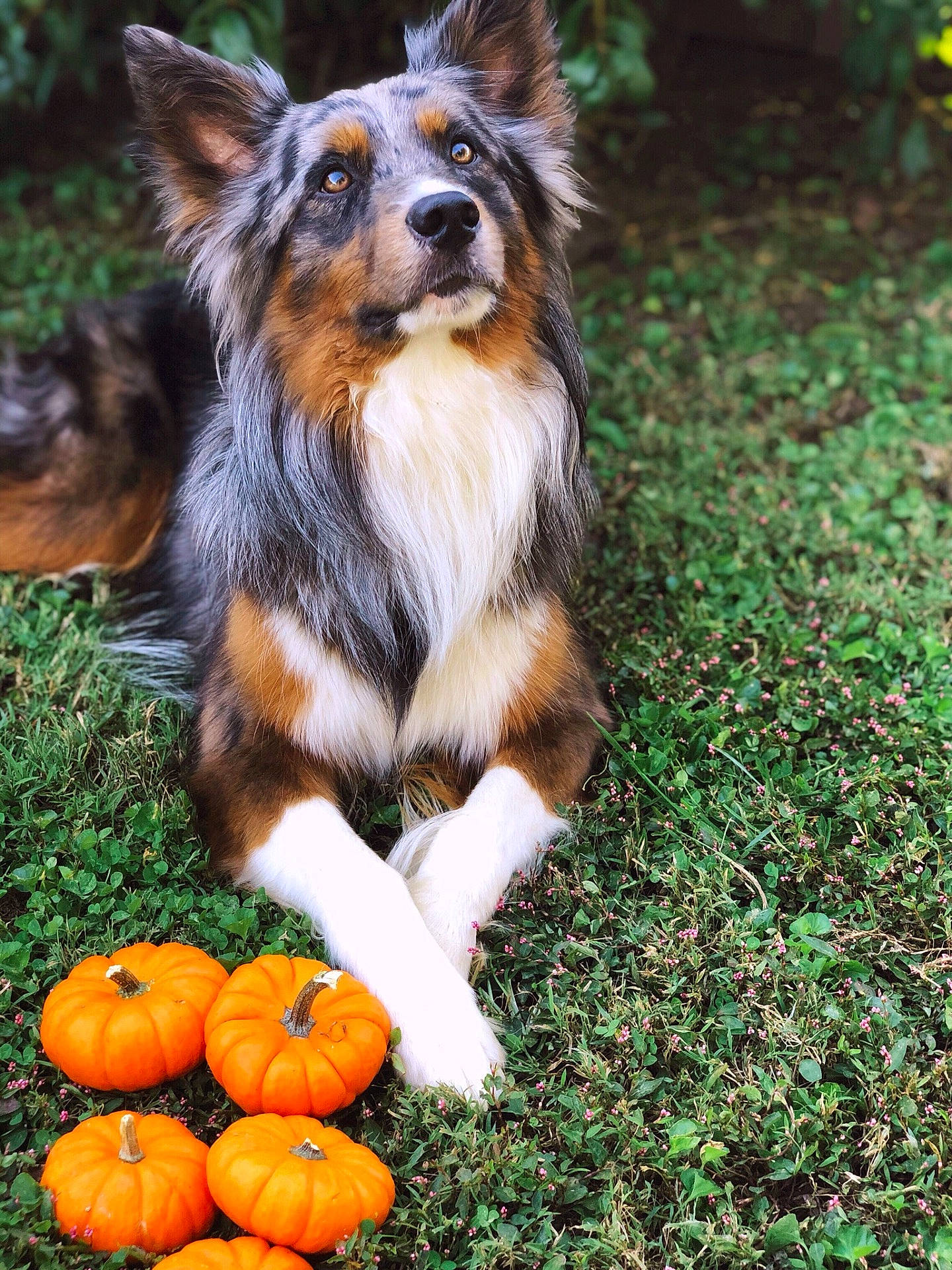 Jake is registered to the contest to win money with this photo: australian_shepherd, companion_dog, dog, dog_breed, dog_breed_group, dog_like_mammal, grass, miniature_australian_shepherd, plant, rough_collie, shetland_sheepdog, snout