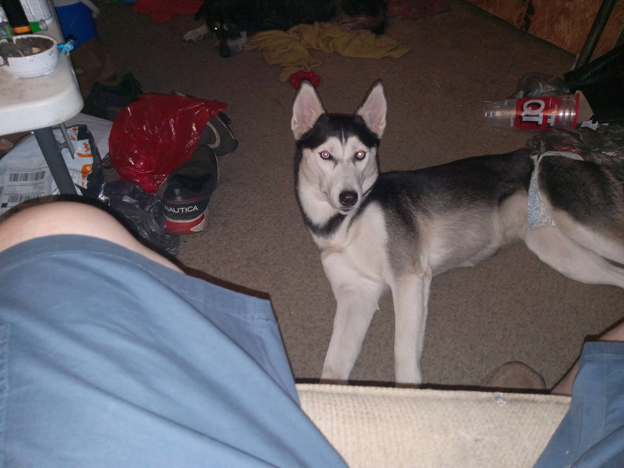 Ganja joined the competition — help win amazing prizes! canidae, canis, carnivore, comfort, companion_dog, dog, dog_breed, flooring, fur, grey, non_sporting_group, siberian_husky, sled_dog, sporting_group, working_dog