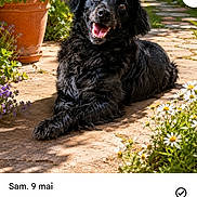 Izzie participe au concours pour gagner de l'argent avec cette photo : animal, black_dog, canine, daylight, dog, flora, flowers, garden, greenery, happy, nature, outdoor, pathway, pet, plants, portrait, relaxed, smiling, summer, sunlight