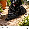 animal, black_dog, canine, daylight, dog, flora, flowers, garden, greenery, happy, nature, outdoor, pathway, pet, plants, portrait, relaxed, smiling, summer, sunlight