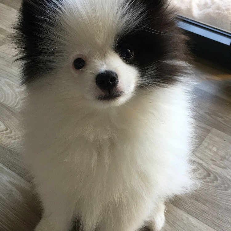 Pepito