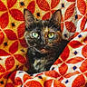 cat, tortoiseshell, blanket, pattern, orange, red, green_eyes, cozy, pet, fur, animal, indoors, comfort, cute, portrait, looking, warm, relaxed, feline, soft