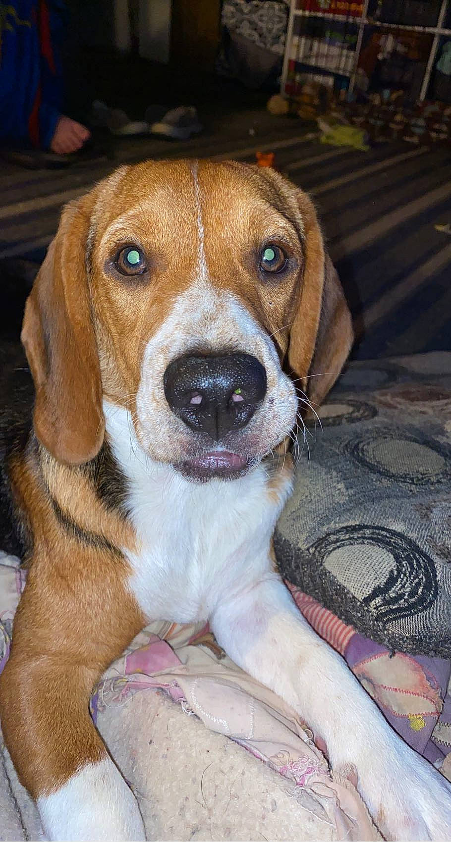Milo is registered to the contest to win money with this photo: beaglier, carnivore, companion_dog, dog, dog_breed, fawn, fur, hound, hunting_dog, scent_hound, snout, sporting_group, whiskers