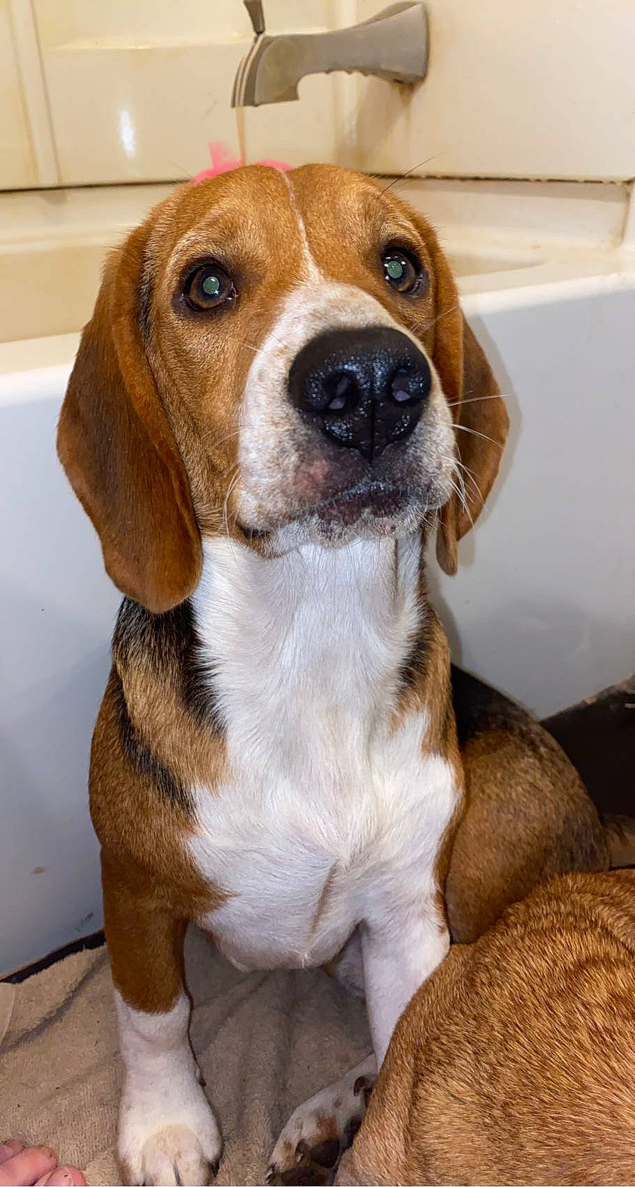 Milo joined the competition — help win amazing prizes! beaglier, canidae, carnivore, collar, companion_dog, dog, dog_breed, fawn, fur, hound, hunting_dog, liver, scent_hound, snout, sporting_group, terrestrial_animal, working_animal