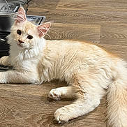 Robert is registered to the contest to win money with this photo: kitten, cat, fluffy, cream_color, pet, indoor, wooden_floor, water_fountain, animal, young, feline, cute, domestic, laying_down, whiskers, ears, tail, curious, fur, relaxed