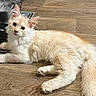 animal, cat, cream_color, curious, cute, domestic, ears, feline, fluffy, fur, indoor, kitten, laying_down, pet, relaxed, tail, water_fountain, whiskers, wooden_floor, young
