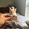 Robert is registered to the contest to win money with this photo: cat, cookie, hand, bed, blanket, indoor, light, window_blinds, fur, animal, focus, soft_light, rumpled_bedding, cream_color, cute, watching, partially_eaten, paw_print, background, cozy