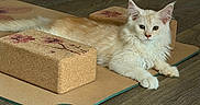 Robert is registered to the contest to win money with this photo: cat, fluffy, cream_colored, yoga_mat, yoga_block, wooden_floor, relaxed, pet, indoor, animal, feline, resting, cute, fur, whiskers, ears, paws, home, decor, calm