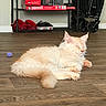Robert is registered to the contest to win money with this photo: cat, sleeping, indoor, wooden_floor, shelf, board_game, monopoly, shoes, red_shoes, black_shoes, folded_cart, wall, floor, pet, furry, relaxing, domestic_animal, quiet, sunlight, cozy