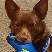 Titan joined the competition — help win amazing prizes! dog, brown_dog, pet, toy, blue_toy, chewed_toy, indoor, carpet, close_up, ears, fur, animal, playful, cute, canine, mouth, looking, pet_accessory, chewing, domestic_animal
