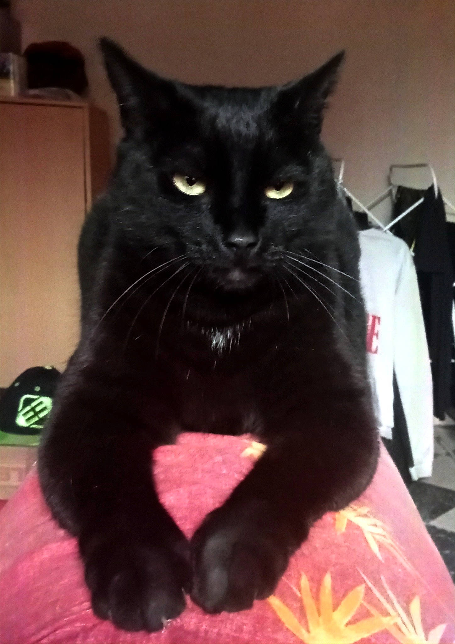 Batman Alias Bitchou