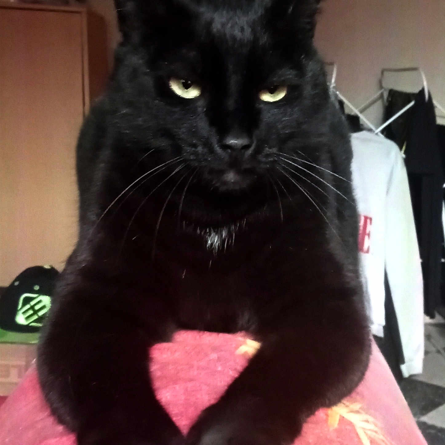 Batman Alias Bitchou