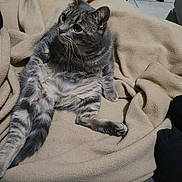 Kaïd a rejoint le concours — aidez-le/la à gagner de superbes lots ! cat, gray_tabby, fleece_blanket, relaxed, indoor, pet, animal, feline, striped, sitting, comfort, cozy, home, floor, shoe, black_sneaker, whiskers, ears, tail, fur