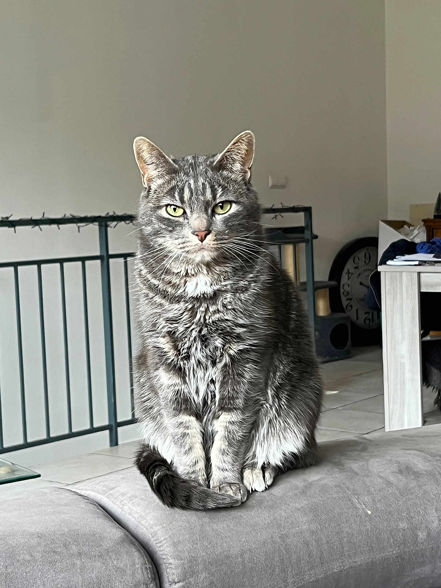 Kaïd participe au concours pour gagner de l'argent avec cette photo : cat, tabby, domestic_cat, gray_fur, green_eyes, sitting, couch, indoor, furniture, cat_tree, clock, household_items, pet, fur, whiskers, tail, ears, floor, relaxed, portrait