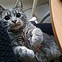 Kaïd a rejoint le concours — aidez-le/la à gagner de superbes lots ! cat, gray_tabby, pet, indoor, feline, whiskers, curious, closeup, lap, relaxed, fur, animal, table, chair, domestic, cute, looking_at_camera, paws, cozy, home