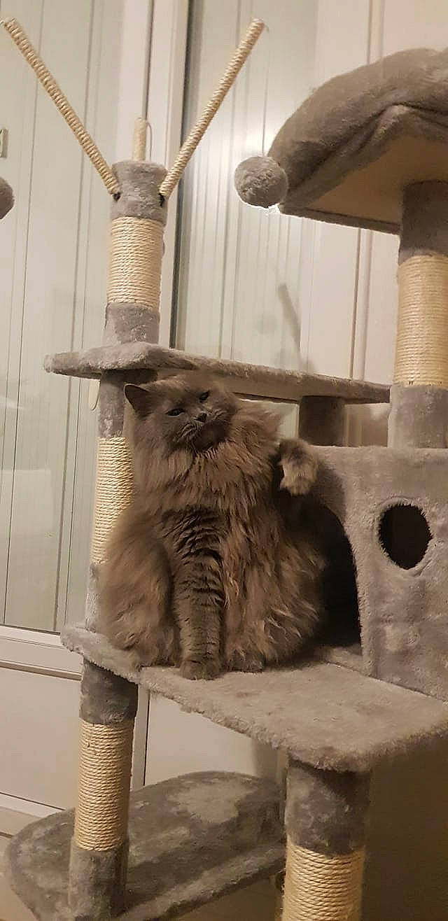 Prunelle participe au concours pour gagner de l'argent avec cette photo : art, chimney, fawn, felidae, fur, history, mammal, metal, natural_material, room, small_to_medium_sized_cats, tail, terrestrial_animal, vertebrate, whiskers, wood