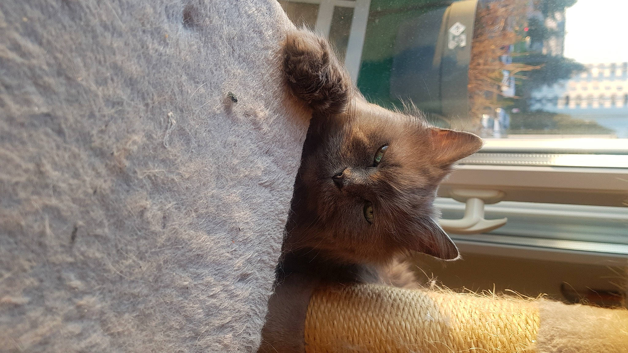 Prunelle participe au concours pour gagner de l'argent avec cette photo : canidae, carnivore, cat, claw, dog_breed, domestic_short_haired_cat, fawn, felidae, fur, human_leg, paw, small_to_medium_sized_cats, snout, tail, terrestrial_animal, trunk, whiskers, wildlife, window, wood