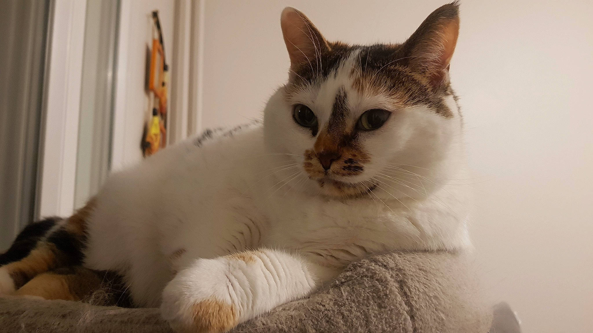 Lisa participe au concours pour gagner de l'argent avec cette photo : carnivore, cat, comfort, curtain, domestic_short_haired_cat, ear, eyelash, felidae, fur, jaw, paw, pet_supply, small_to_medium_sized_cats, snout, tail, terrestrial_animal, whiskers, window