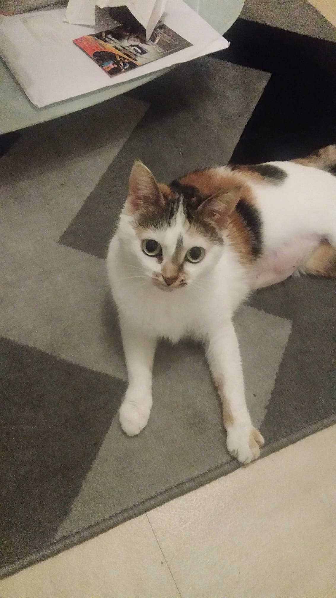 Lisa participe au concours pour gagner de l'argent avec cette photo : box, carnivore, cat, claw, domestic_short_haired_cat, felidae, floor, flooring, fur, hardwood, human_leg, metal, paw, sitting, small_to_medium_sized_cats, snout, tail, whiskers, window, wood