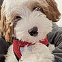 puppy, dog, fluffy, curly_fur, white_fur, brown_fur, red_harness, pet, cute, close_up, indoor, cozy, animal, canine, snout, fur_texture, adorable, young_dog, domestic_animal, companion