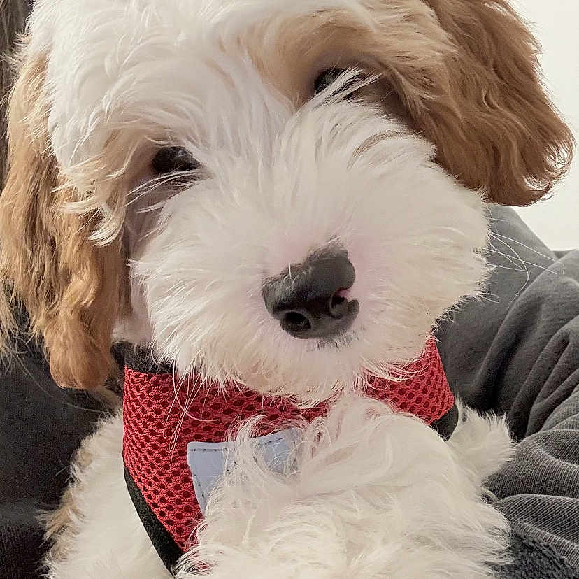 Ash is registered to the contest to win money with this photo: adorable, animal, brown_fur, canine, close_up, companion, cozy, curly_fur, cute, dog, domestic_animal, fluffy, fur_texture, indoor, pet, puppy, red_harness, snout, white_fur, young_dog