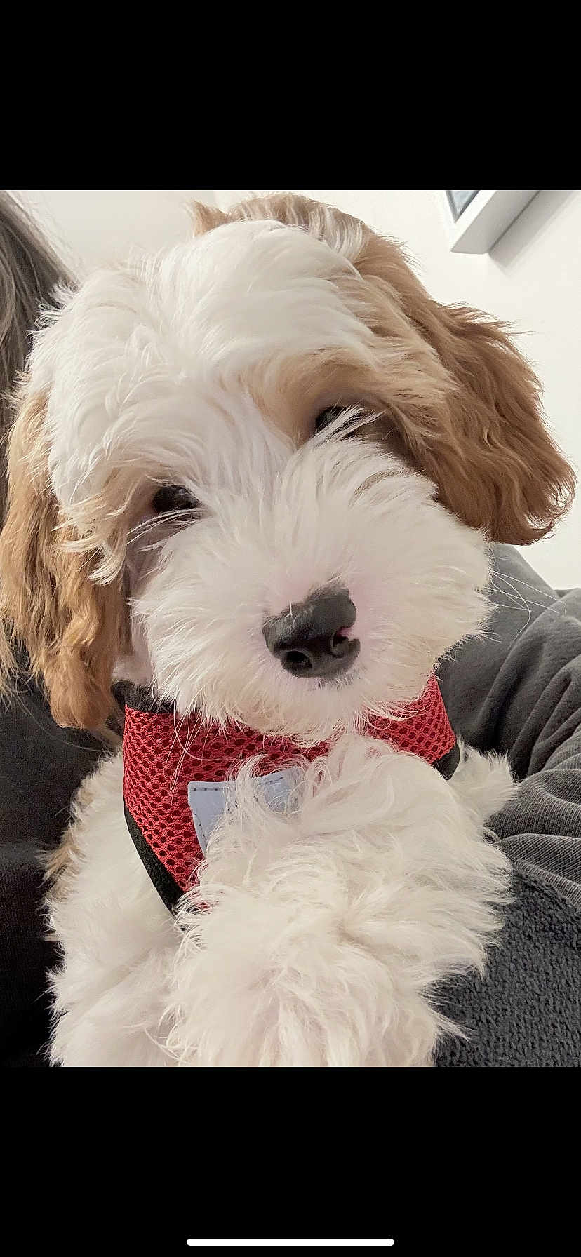 Ash is registered to the contest to win money with this photo: puppy, dog, fluffy, curly_fur, white_fur, brown_fur, red_harness, pet, cute, close_up, indoor, cozy, animal, canine, snout, fur_texture, adorable, young_dog, domestic_animal, companion